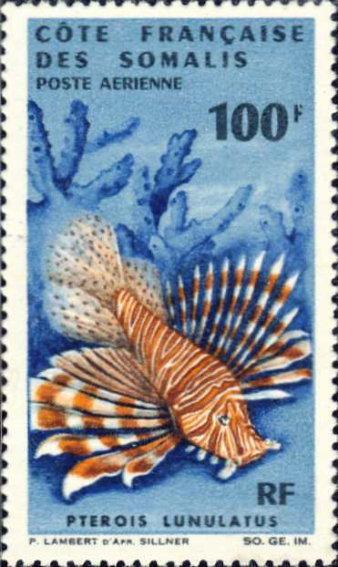 Pterois lunulata Pterois lunulata