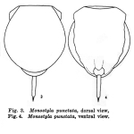 Lecane punctata