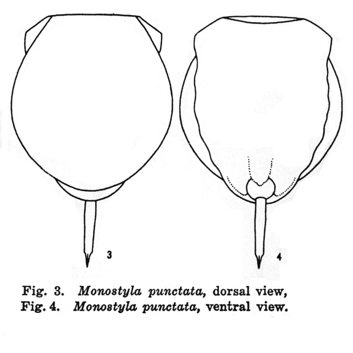 Lecane punctata Lecane punctata