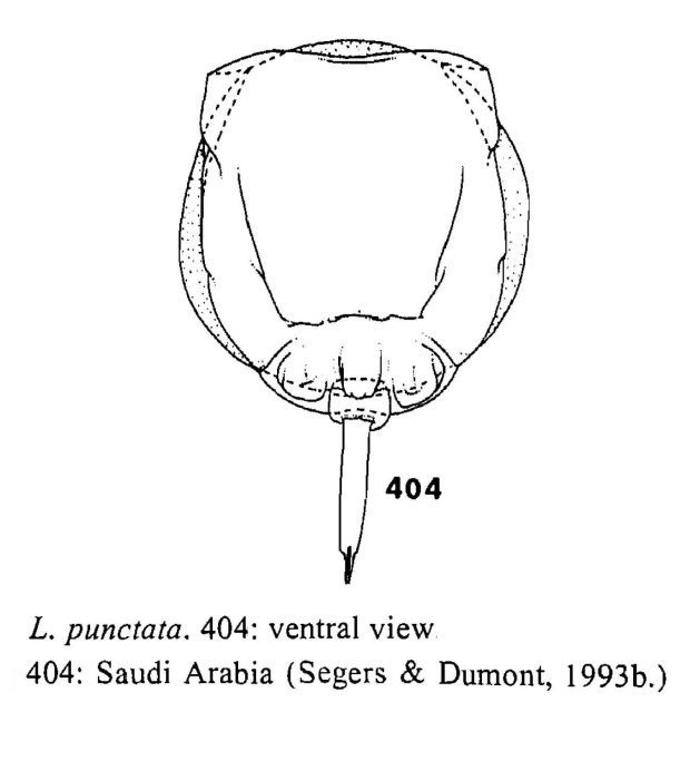 Lecane punctata Lecane punctata