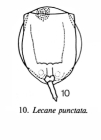 Lecane punctata
