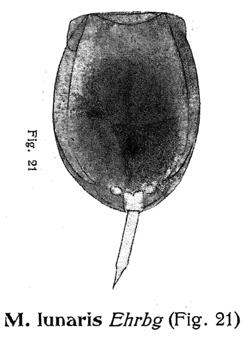 Lecane punctata Lecane punctata