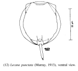 Lecane punctata