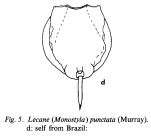 Lecane punctata