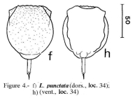Lecane punctata