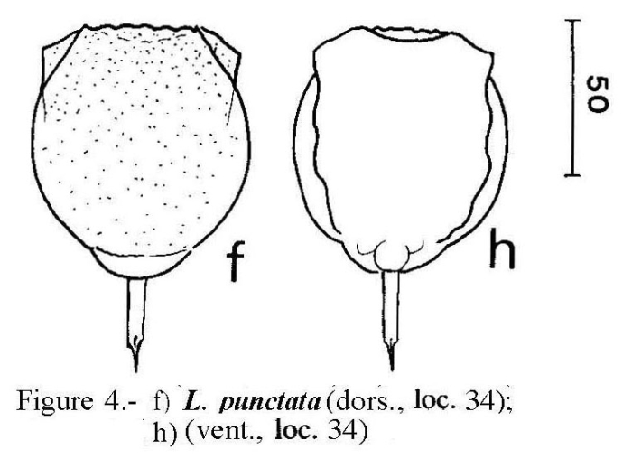 Lecane punctata