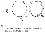 Lecane punctata