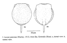 Lecane punctata