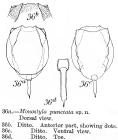 Lecane punctata - Original description image