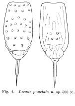 Lecane punctata - Original description image