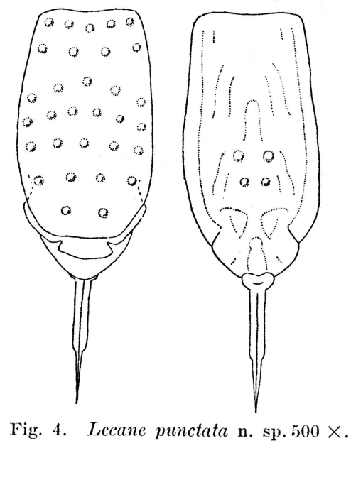 Lecane punctata - Original description image