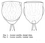 Lecane pusilla
