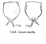 Lecane pusilla