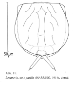 Lecane pusilla