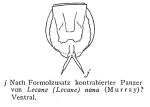 Lecane pusilla