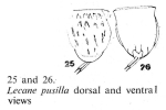 Lecane pusilla