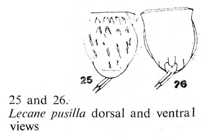Lecane pusilla Lecane pusilla