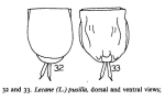 Lecane pusilla