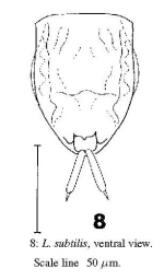 Lecane pusilla