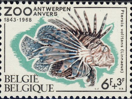 Pterois volitans Pterois volitans