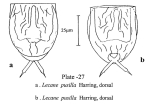 Lecane pusilla