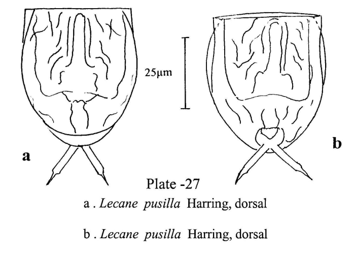 Lecane pusilla Lecane pusilla