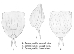 Lecane pusilla - Original description image