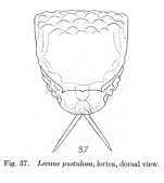 Lecane pustulosa - Original description image
