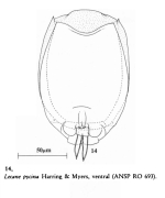 Lecane pycina
