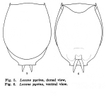 Lecane pycina - Original description image