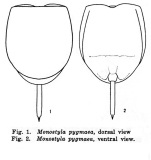 Lecane pygmaea