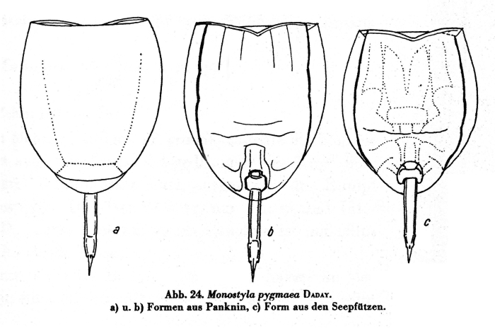 Lecane pygmaea Lecane pygmaea