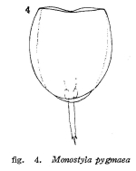 Lecane pygmaea
