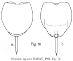 Lecane pygmaea