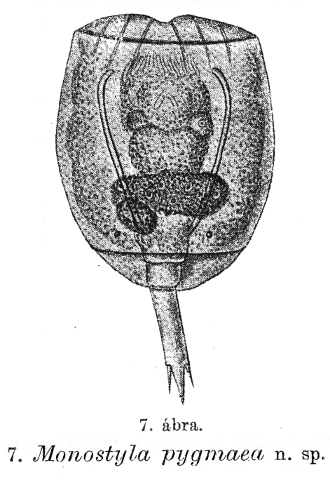 Lecane pygmaea - Original description image