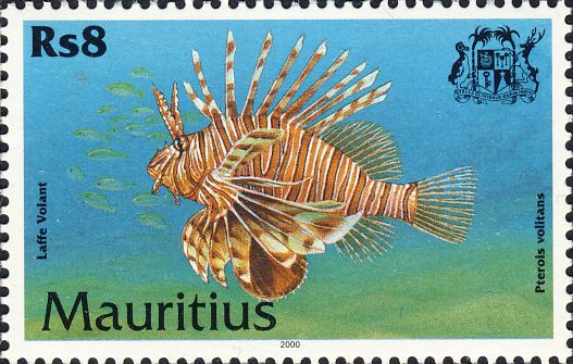 Pterois volitans Pterois volitans