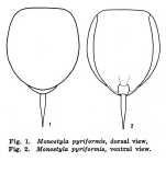 Lecane pyriformis