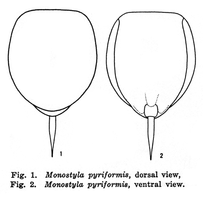 Lecane pyriformis Lecane pyriformis