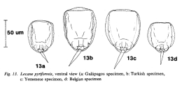 Lecane pyriformis