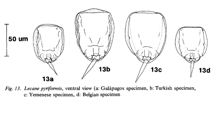 Lecane pyriformis Lecane pyriformis