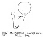 Lecane pyriformis