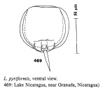Lecane pyriformis