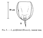 Lecane pyriformis