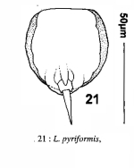 Lecane pyriformis