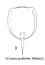 Lecane pyriformis