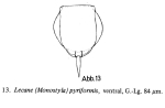 Lecane pyriformis
