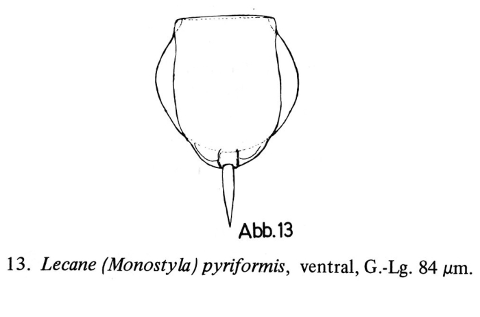 Lecane pyriformis Lecane pyriformis