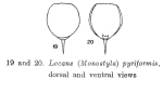 Lecane pyriformis