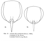 Lecane pyriformis