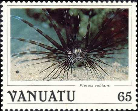 Pterois volitans Pterois volitans